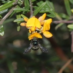 Xylocopa (Lestis) aerata at Acton, ACT - 8 Nov 2020