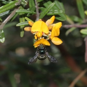 Xylocopa (Lestis) aerata at Acton, ACT - 8 Nov 2020