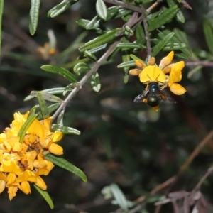 Xylocopa (Lestis) aerata at Acton, ACT - 8 Nov 2020