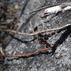 Diamma bicolor (Blue ant, Bluebottle ant) at Namadgi National Park - 8 Nov 2020 by mac084