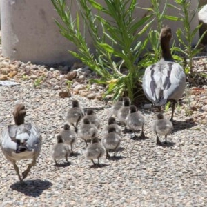 Chenonetta jubata at Acton, ACT - 8 Nov 2020 12:04 PM