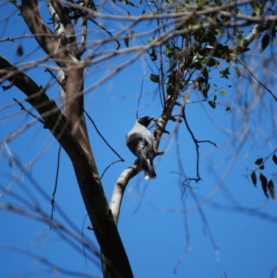 Coracina novaehollandiae (Black-faced Cuckooshrike) at Paddys River, ACT - 7 Nov 2020 by mac084