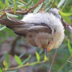 Myzomela sanguinolenta (Scarlet Honeyeater) at Cullendulla Creek Nature Reserve - 2 Nov 2020 by AlastairGreig