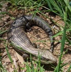 Tiliqua scincoides scincoides (Eastern Blue-tongue) at Bruce, ACT - 3 Nov 2020 by mac084