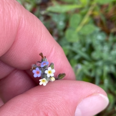 Myosotis discolor (Forget-me-not) at Theodore, ACT - 24 Sep 2020 by Shazw