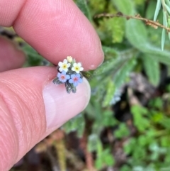 Myosotis discolor at Theodore, ACT - 24 Sep 2020 01:15 PM