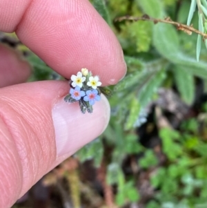 Myosotis discolor at Theodore, ACT - 24 Sep 2020