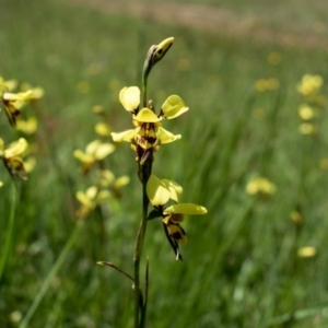 Diuris sulphurea at Forde, ACT - suppressed