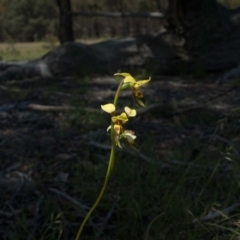 Diuris sulphurea at Forde, ACT - suppressed