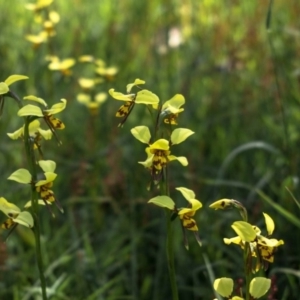 Diuris sulphurea at Forde, ACT - suppressed