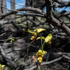 Diuris sulphurea at Forde, ACT - suppressed