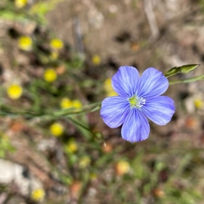 Linum marginale (Native Flax) at Mount Taylor - 7 Nov 2020 by Shazw
