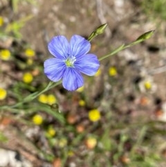 Linum marginale at Kambah, ACT - 7 Nov 2020