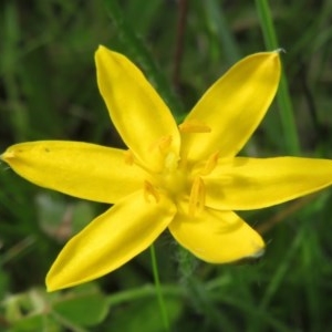 Hypoxis hygrometrica var. hygrometrica at Symonston, ACT - 8 Nov 2020