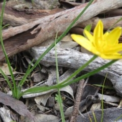 Hypoxis hygrometrica var. hygrometrica at Symonston, ACT - 8 Nov 2020