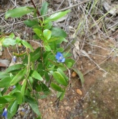 Billardiera heterophylla (Western Australian Bluebell Creeper) at The Pinnacle - 7 Nov 2020 by sangio7