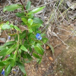 Billardiera heterophylla at Hawker, ACT - 7 Nov 2020