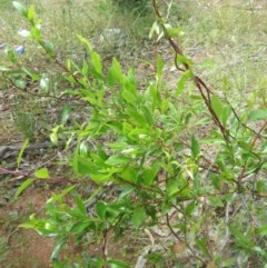 Billardiera heterophylla at Hawker, ACT - 7 Nov 2020