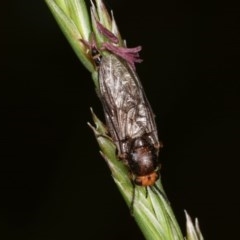 Inopus rubriceps (Sugarcane Soldier Fly) at Forde, ACT - 4 Nov 2020 by kasiaaus