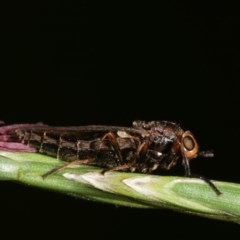 Inopus rubriceps at Forde, ACT - 4 Nov 2020