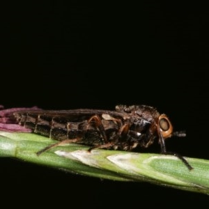 Inopus rubriceps at Forde, ACT - 4 Nov 2020