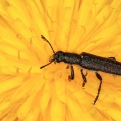 Eleale sp. (genus) (Clerid beetle) at Goorooyarroo NR (ACT) - 3 Nov 2020 by kasiaaus
