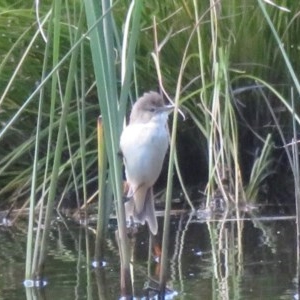 Acrocephalus australis at Symonston, ACT - 8 Nov 2020