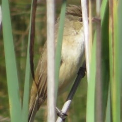 Acrocephalus australis at Symonston, ACT - 8 Nov 2020