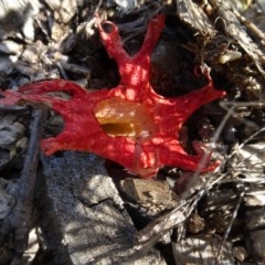 Clathrus archeri (Seastar Stinkhorn) at Molonglo Valley, ACT - 8 Nov 2020 by AndyRussell