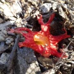 Clathrus archeri at National Arboretum Woodland - 8 Nov 2020