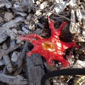 Clathrus archeri at National Arboretum Woodland - 8 Nov 2020