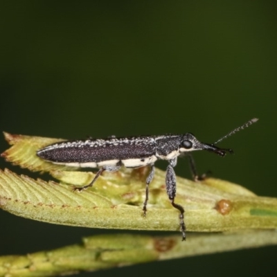 Rhinotia sp. (genus) (Unidentified Rhinotia weevil) at Forde, ACT - 4 Nov 2020 by kasiaaus