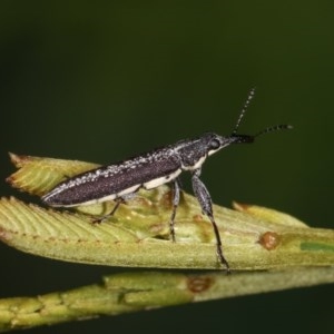 Rhinotia sp. (genus) at Forde, ACT - 4 Nov 2020