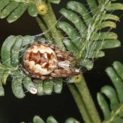 Salsa fuliginata (Sooty Orb-weaver) at Forde, ACT - 4 Nov 2020 by kasiaaus