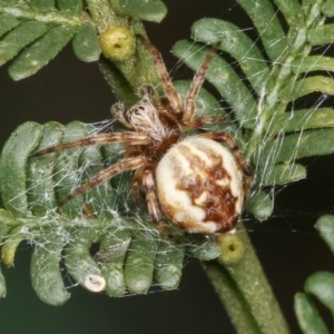 Salsa fuliginata at Forde, ACT - 4 Nov 2020 11:02 AM