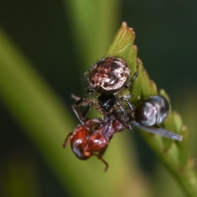 Euryopis sp. (genus) (An ant eating spider) at Goorooyarroo NR (ACT) - 4 Nov 2020 by kasiaaus