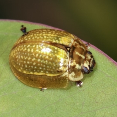 Paropsisterna cloelia (Eucalyptus variegated beetle) at Goorooyarroo NR (ACT) - 4 Nov 2020 by kasiaaus