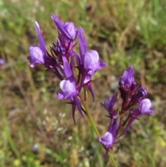 Linaria pelisseriana (Pelisser's Toadflax) at Callum Brae - 8 Nov 2020 by RobParnell