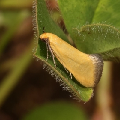 Microbela allocoma (A concealer moth) at Forde, ACT - 4 Nov 2020 by kasiaaus