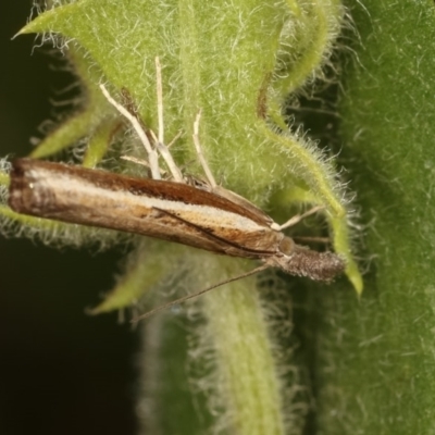 Ptochostola microphaeellus (A Crambid moth) at Goorooyarroo NR (ACT) - 4 Nov 2020 by kasiaaus
