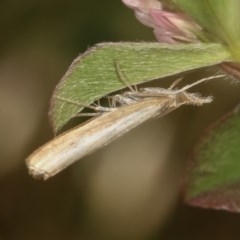 Ptochostola microphaeellus (A Crambid moth) at Goorooyarroo NR (ACT) - 4 Nov 2020 by kasiaaus