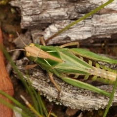 Perala viridis (Spring buzzer) at Goorooyarroo NR (ACT) - 4 Nov 2020 by kasiaaus