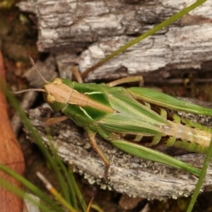 Perala viridis at Forde, ACT - 4 Nov 2020 11:43 AM