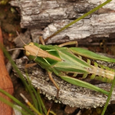 Perala viridis (Spring buzzer) at Forde, ACT - 4 Nov 2020 by kasiaaus