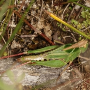 Perala viridis at Forde, ACT - 4 Nov 2020 11:43 AM