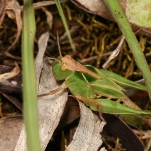 Perala viridis at Forde, ACT - 4 Nov 2020 11:43 AM