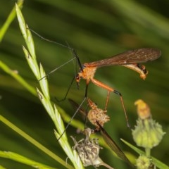 Harpobittacus australis (Hangingfly) at Goorooyarroo NR (ACT) - 4 Nov 2020 by kasiaaus