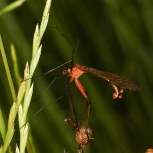 Harpobittacus australis at Forde, ACT - 4 Nov 2020 11:48 AM