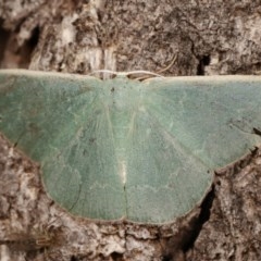 Prasinocyma semicrocea (Common Gum Emerald moth) at Goorooyarroo NR (ACT) - 6 Nov 2020 by kasiaaus