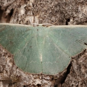 Prasinocyma semicrocea at Forde, ACT - 6 Nov 2020